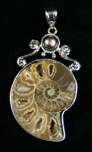 Whole Polished Ammonite Pendant #1851